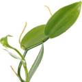 برگ وانیل Vanilla Leaves